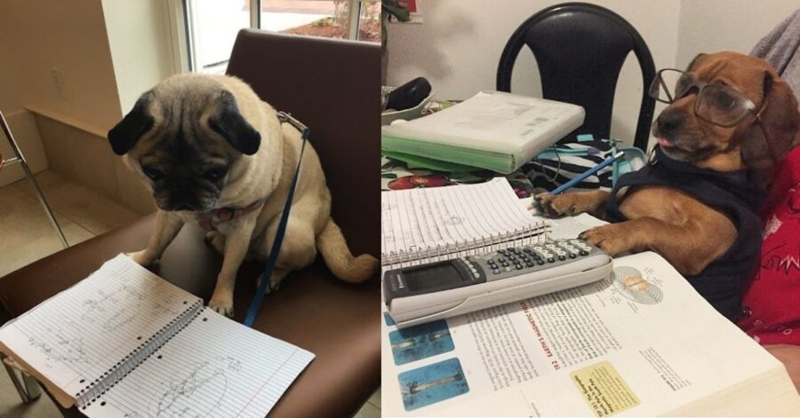 Un'insegnante chiede ai suoi studenti di mandarle le foto dei loro cani che fanno i compiti