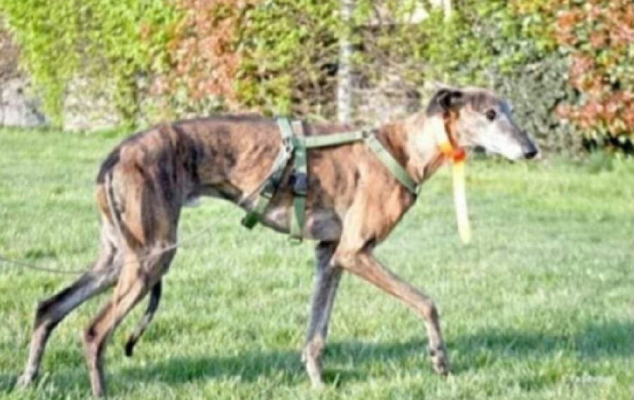 cane galgo pettorina verde 