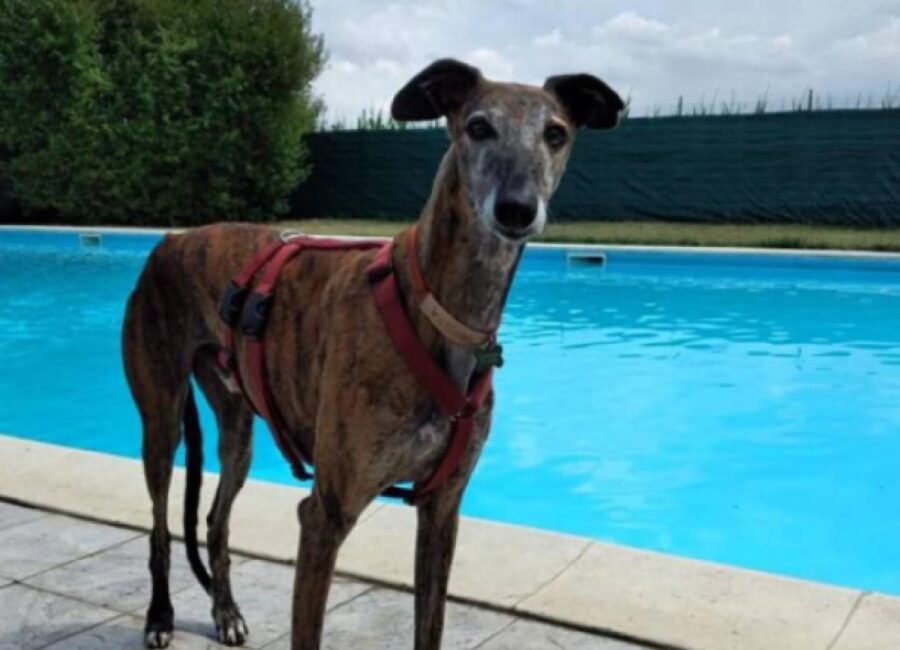 cane caruso indossa pettorina 