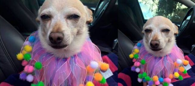 Il cane più vecchio del mondo è un chihuahua e ha 22 anni