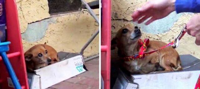 Chihuahua abbandonato, malato e senza una zampa, dorme in una scatola di scarpe sotto la pioggia