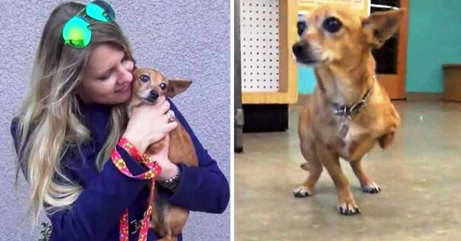 Chihuahua abbandonato, malato e senza una zampa, dorme in una scatola di scarpe sotto la pioggia