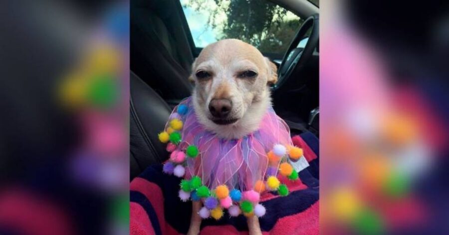 Il cane più vecchio del mondo è un chihuahua e ha 22 anni