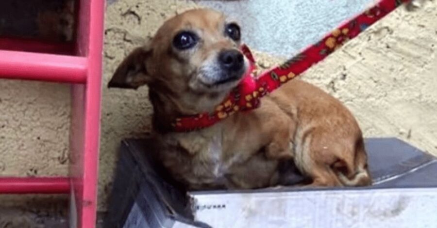 Chihuahua abbandonato, malato e senza una zampa, dorme in una scatola di scarpe sotto la pioggia