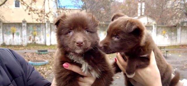 Salvano una coppia di cani ciechi in strada e regalano loro una nuova vita