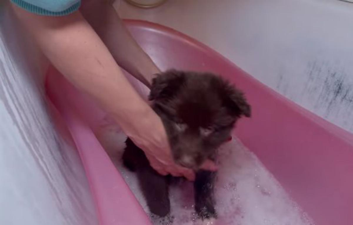 cane fa il bagno