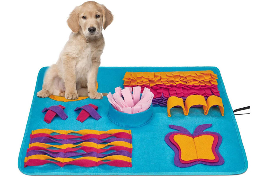 cucciolo di cane su tappeto con giochi