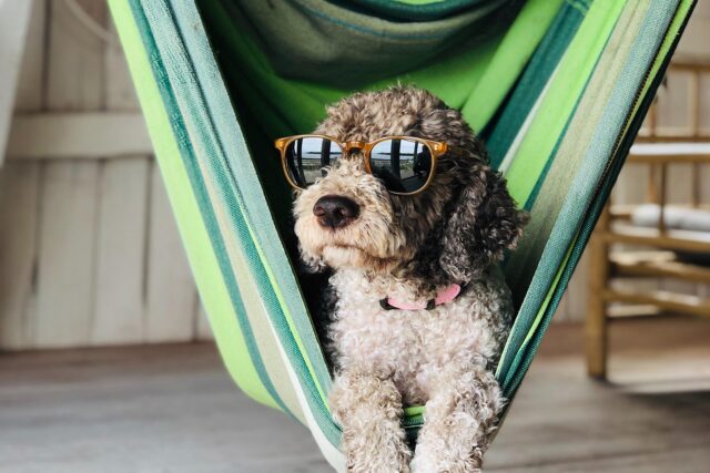 5 cose utili per una vacanza con il cane, quelle a cui non puoi rinunciare