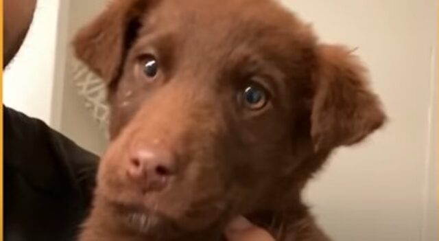 La cucciola di cane Hazel era tanto attesa dal suo destino; la dolce storia (VIDEO)