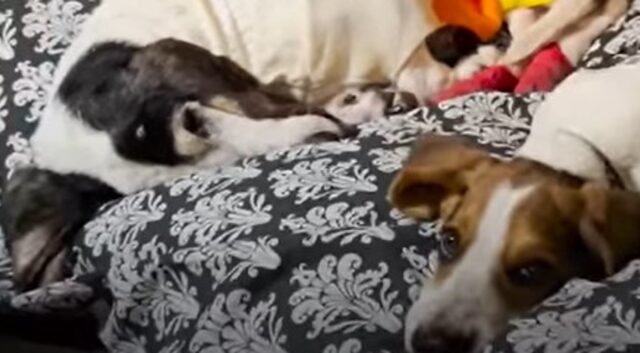 Cucciolo di Basset Hound non lascia mai da sola la sua nuova amica (VIDEO)