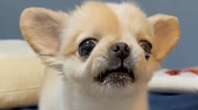 Cucciolo di Chihuahua aggressivo non vuole che qualcuno si avvicini al suo cibo (VIDEO)