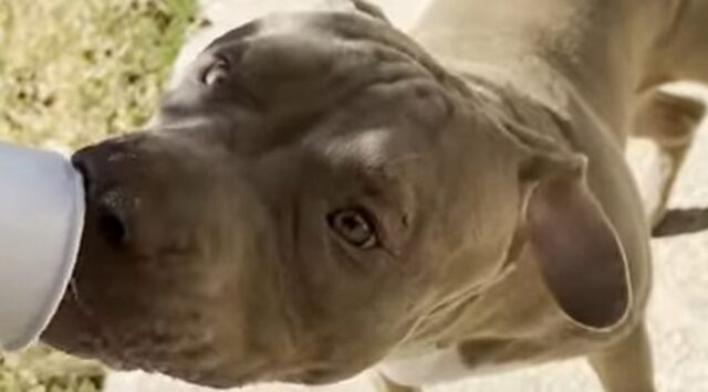 Cucciolo di Pitbull assaggia per la prima volta il golosissimo puppuccino (VIDEO)