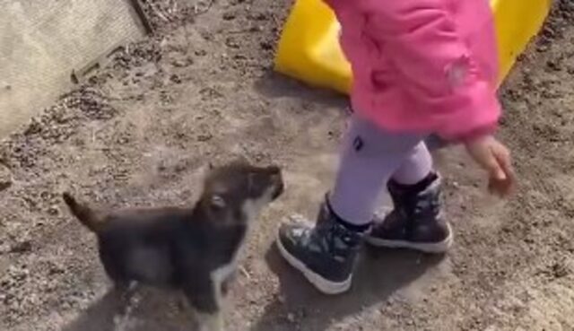 Cucciolo di cane gioca felicemente con la sua piccola amica umana (VIDEO)