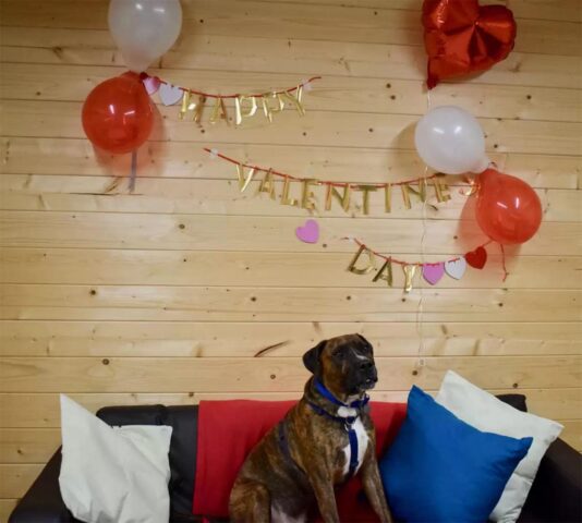 Cucciolo di cane pronto per l’adozione riceve una festa tutta per lui