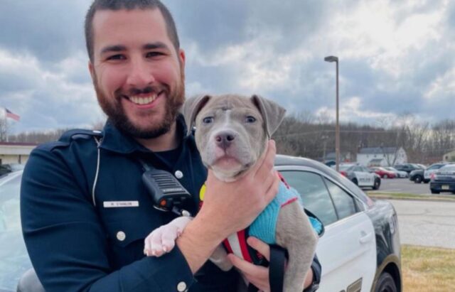 Cucciolo di pitbull adottato dalla polizia dopo essere stato aiutato in strada