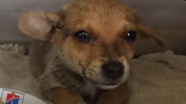 Cucciolo randagio si avvicina con una fetta di pane in bocca ai suoi soccorritori; la storia (VIDEO)
