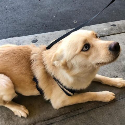 Cane fedele implora il padrone di non abbandonarlo