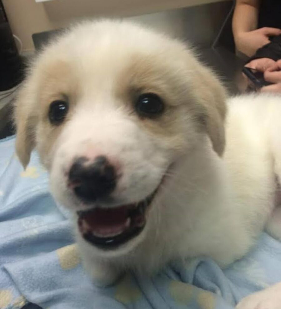 cucciolino bianco