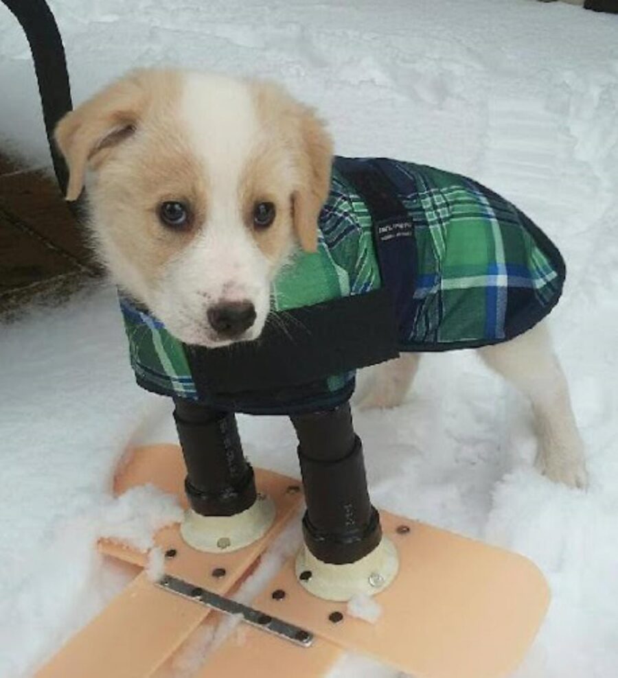 cucciolo di cane