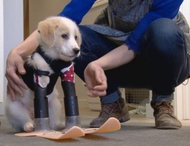 cane con protesi