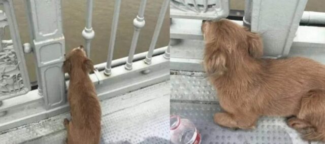 Cucciolo fedele aspetta il suo umano da 4 giorni sul ponte dove lo ha visto saltare