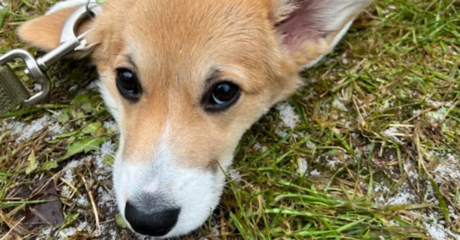 Adorabile cucciolo con la "faccia seria" fa innamorare il web