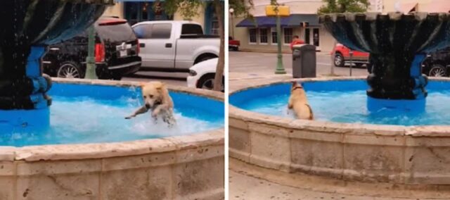 Un cucciolo gioca spensierato in una fontana e migliora la giornata di tutti i passanti