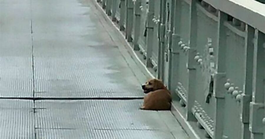 Cucciolo fedele aspetta il suo umano da 4 giorni sul ponte dove lo ha visto saltare