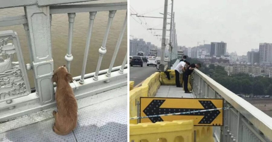 Cucciolo fedele aspetta il suo umano da 4 giorni sul ponte dove lo ha visto saltare