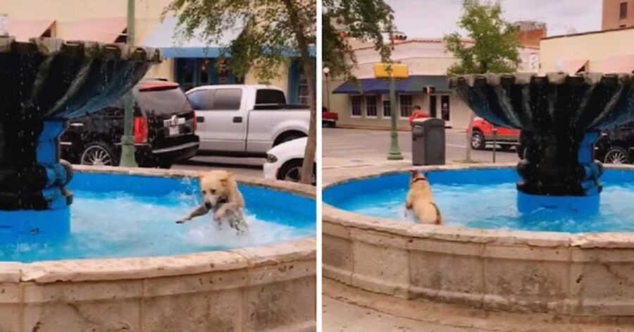 Un cucciolo gioca spensierato in una fontana e migliora la giornata di tutti i passanti