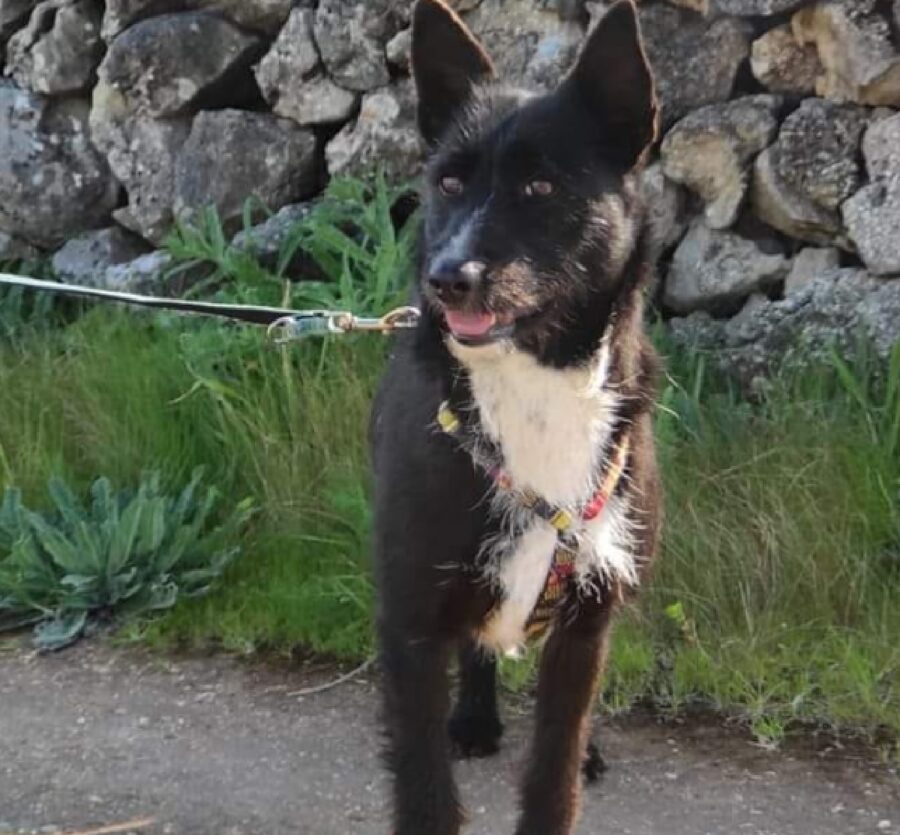 cagnolina su strada vicino erba 