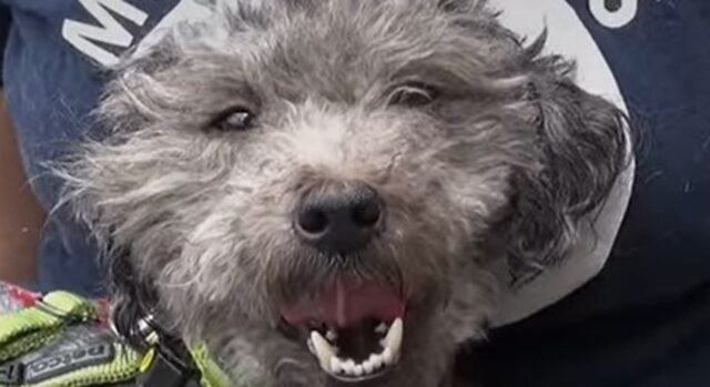 Il dolcissimo cagnolone Theo non credeva che la sua vita sarebbe cambiata; la sua storia (VIDEO)