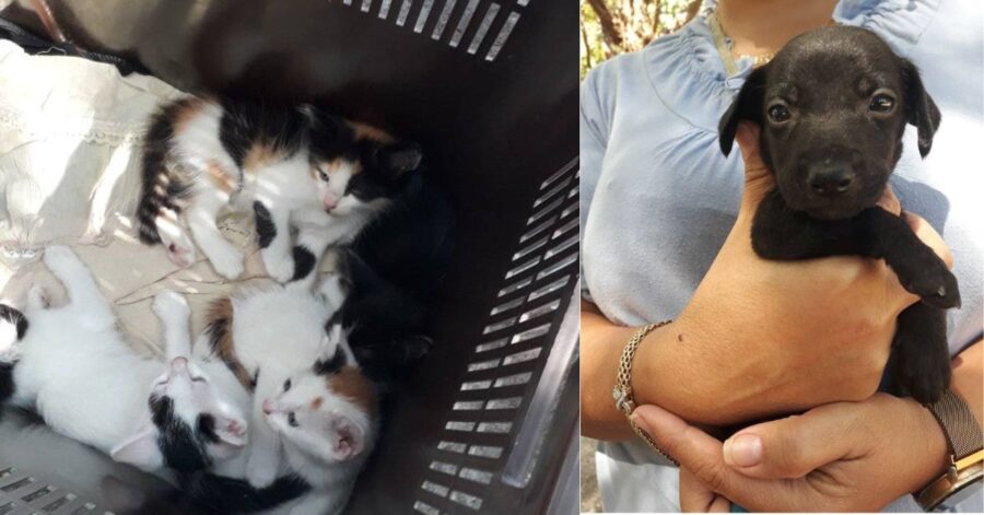 Cinque cani e due gatti hanno trovato casa grazie alla fiera dell'adozione
