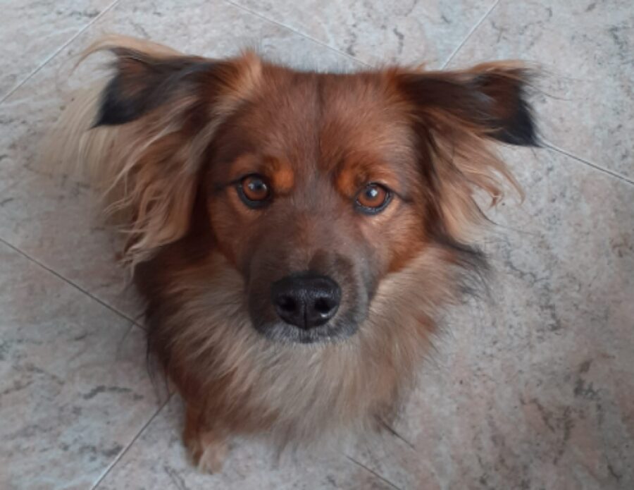 cane dal pelo rosso mattone 