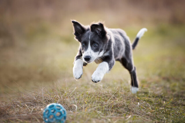 5 giochi per un cucciolo di cane energico, i più divertenti