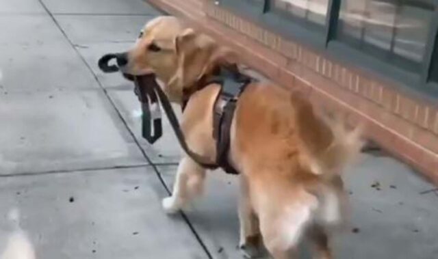 Il Golden Retriever si porta al guinzaglio da solo e rende felice la sua padrona (VIDEO)