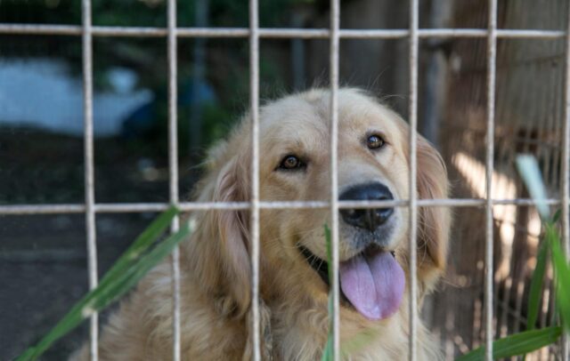 Golden Retriever salvato da un destino crudele