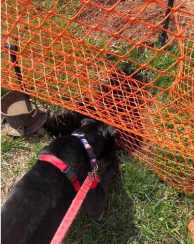 Cucciolo di cane da salvataggio che aiuta un piccolo gattino