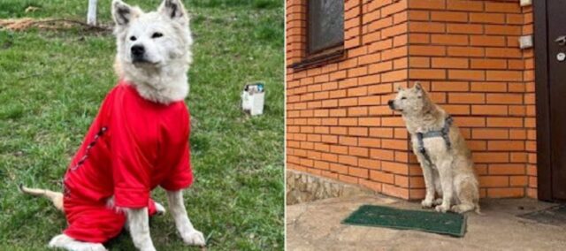 “Hachiko” dall’Ucraina: trova una nuova casa dopo aver aspettato per settimane il proprietario deceduto in guerra