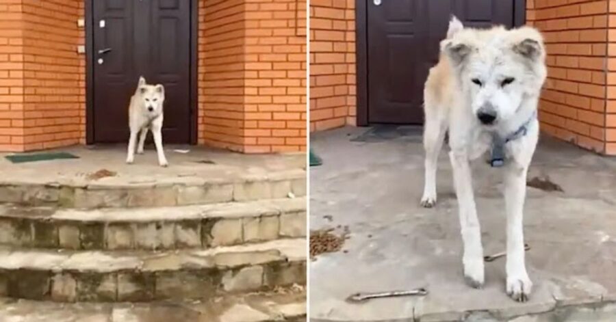 "Hachiko" dall'Ucraina: trova una nuova casa dopo aver aspettato per settimane il proprietario deceduto in guerra