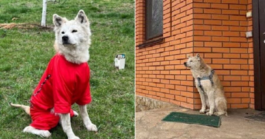 "Hachiko" dall'Ucraina: trova una nuova casa dopo aver aspettato per settimane il proprietario deceduto in guerra