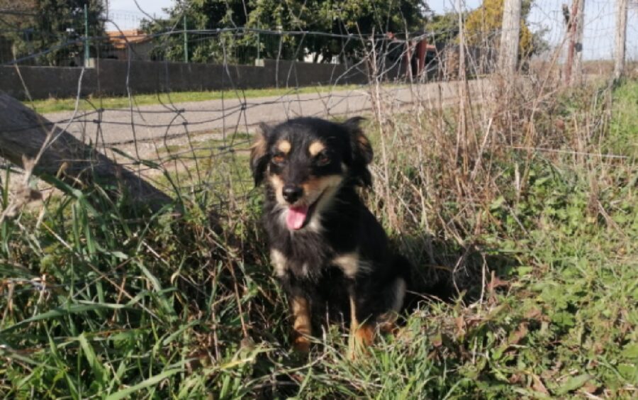 cagnolina gioca nel prato 