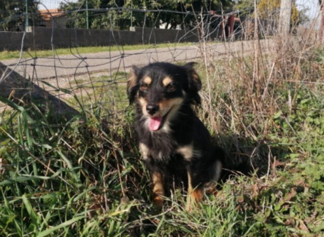 Ischia di Castro, nessuno sa che fine abbia fatto la piccola Ombretta, la cagnolina meticcia risulta smarrita