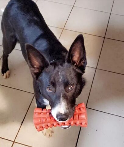 Cuccioli di cane fanno shopping a pagare il conto il loro papà