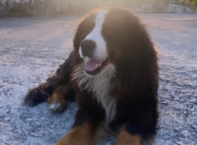 Lagopesole, Bovaro del Bernese di 7 anni risulta smarrito, Jamil si è allontanato e non ha fatto più ritorno