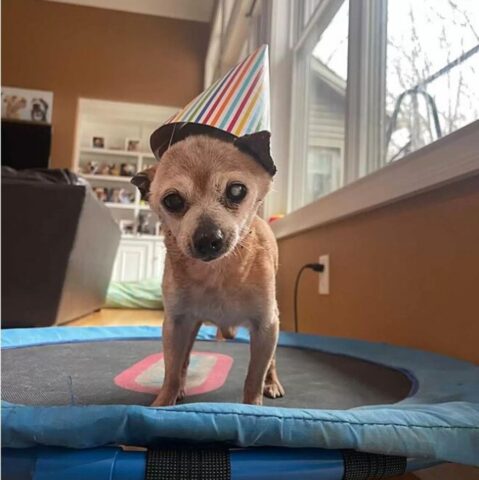 Cucciolo di cane festeggia i suoi 23 anni: leggiamo della sua festa