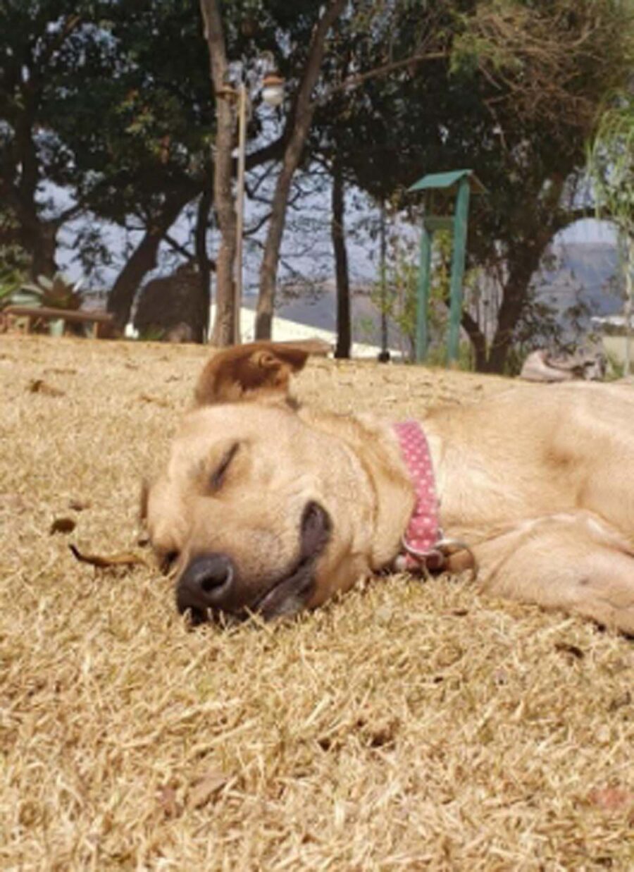 cane riposa sul prato