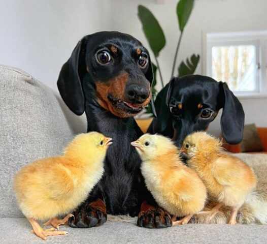 Cucciolo di cane in un set fotografico con dei pulcini, ma qualcosa va storto