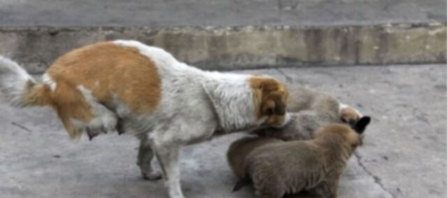 La mamma randagia a due zampe si prende cura dei suoi cuccioli