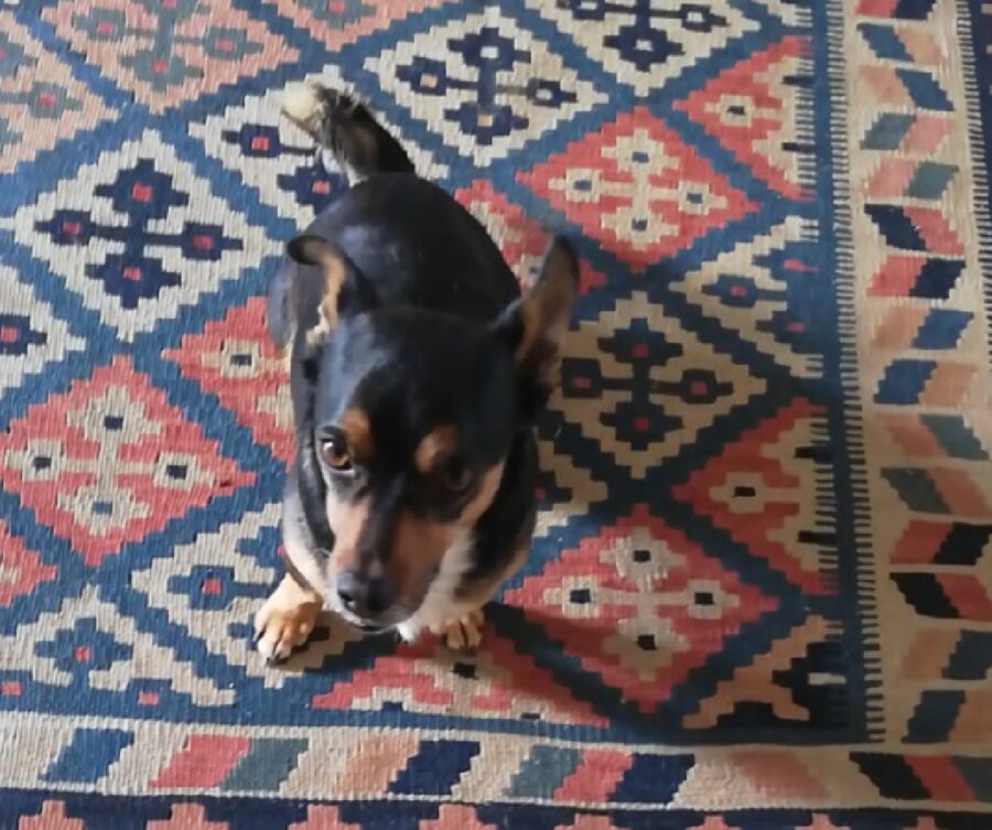 cagnolino su tappeto blu e rosso 